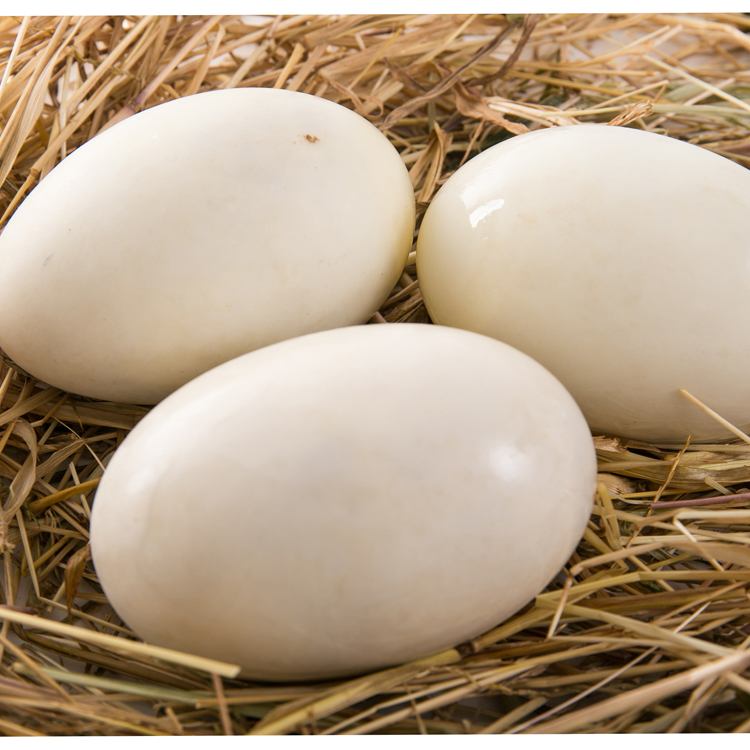 白洋淀咸鴨蛋 白洋淀咸鴨蛋